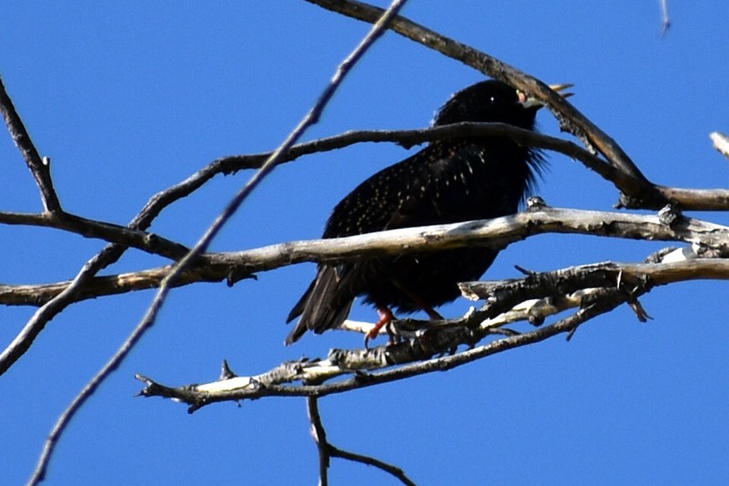 Sığırcık - ML647469552