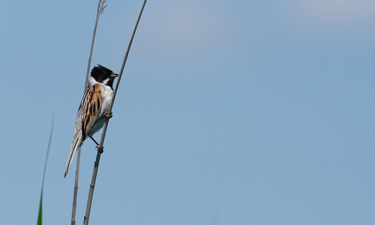 Bataklık Çintesi - ML647469555