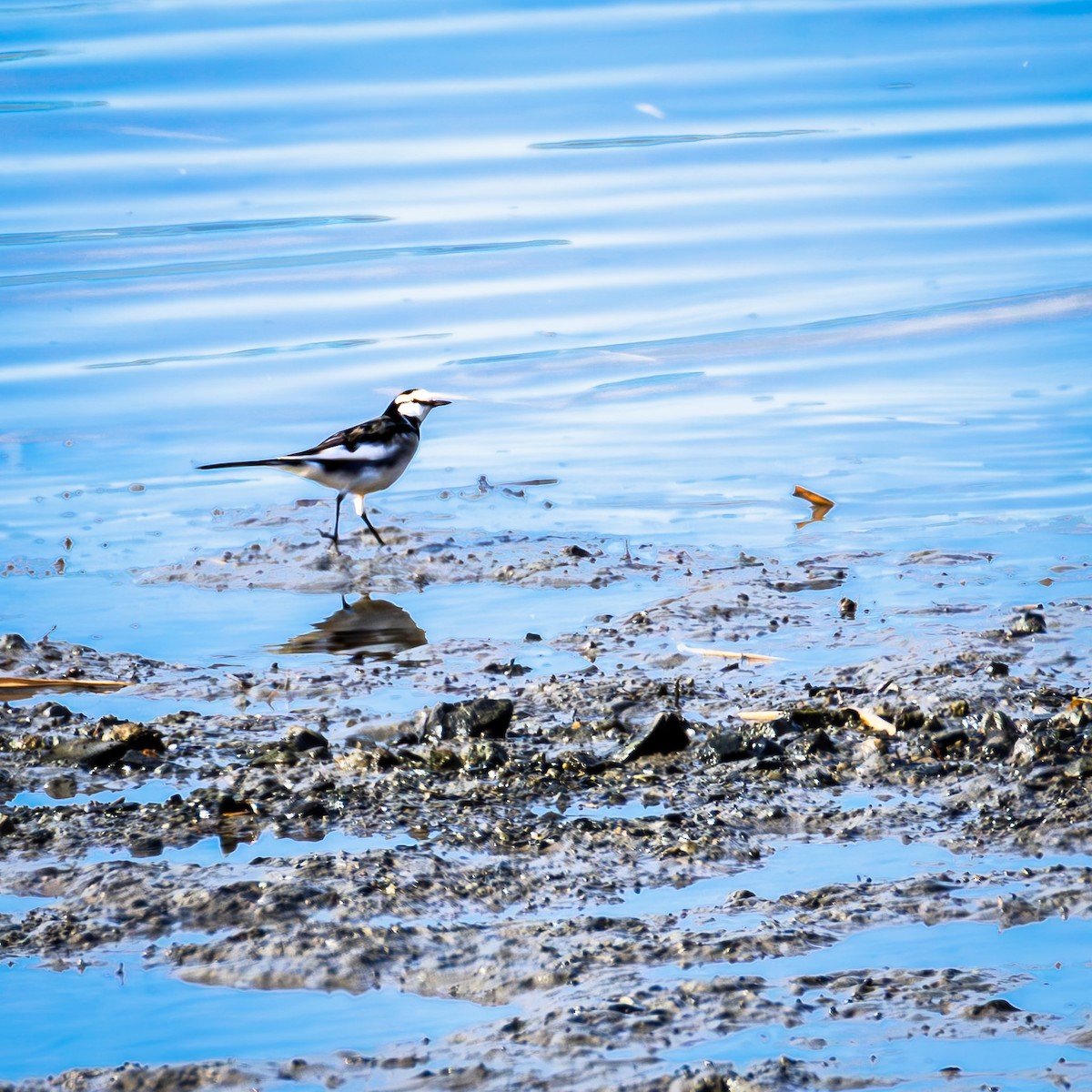 Ak Kuyruksallayan - ML647469556