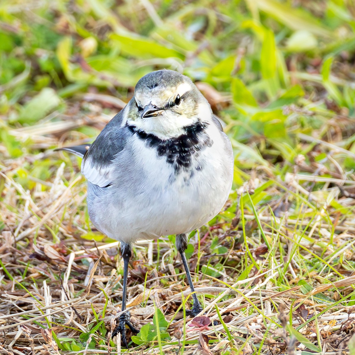 Ak Kuyruksallayan - ML647469557