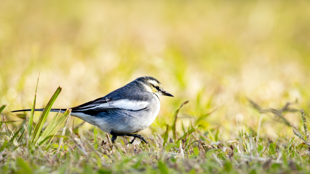 Ak Kuyruksallayan - ML647469558