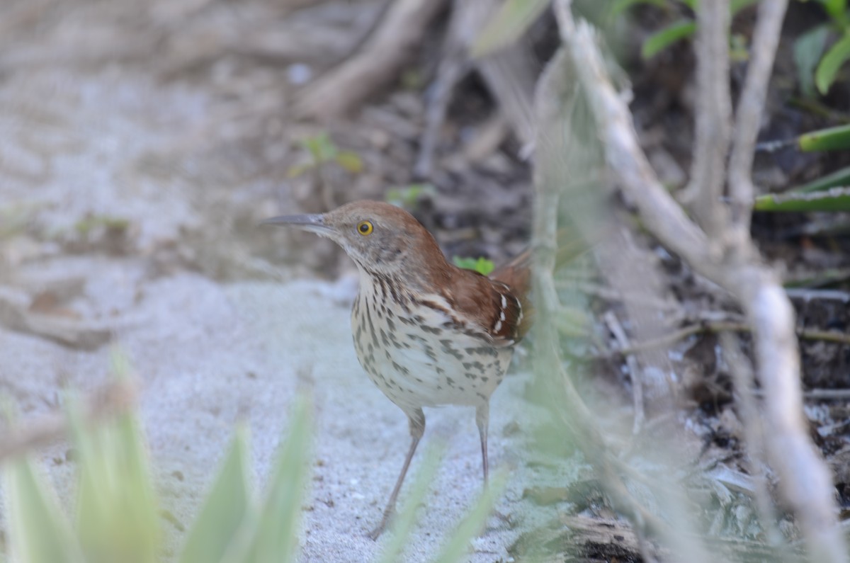 Brown Thrasher - ML647469566