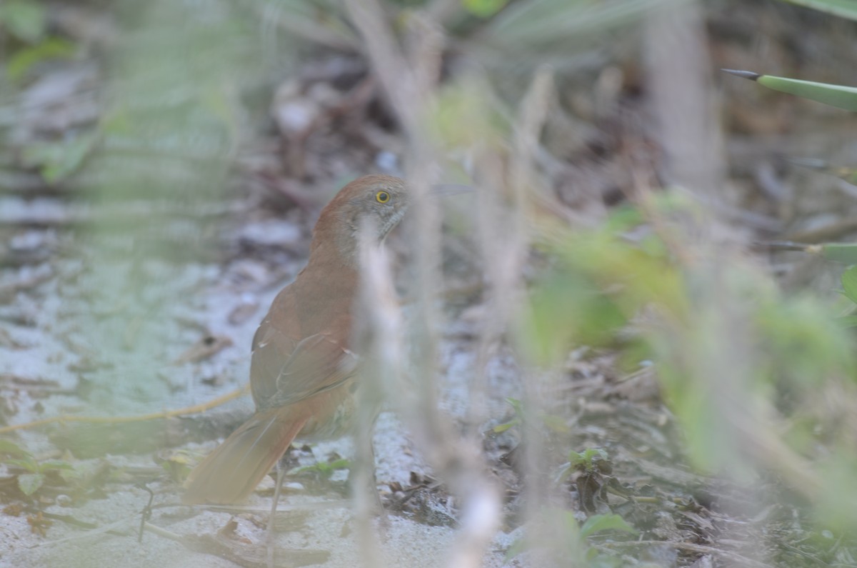 Brown Thrasher - ML647469567