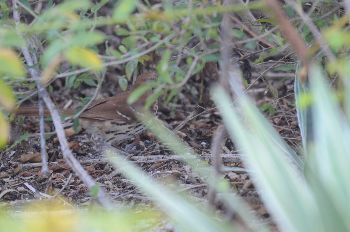 Brown Thrasher - ML647469568