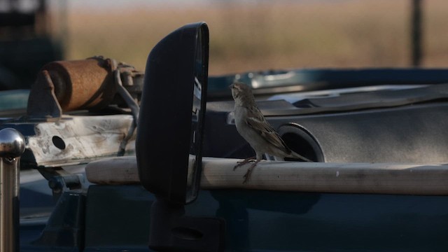 House Sparrow - ML647469572