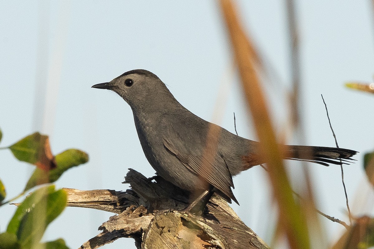 Gray Catbird - ML647469576