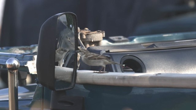 House Sparrow - ML647469577