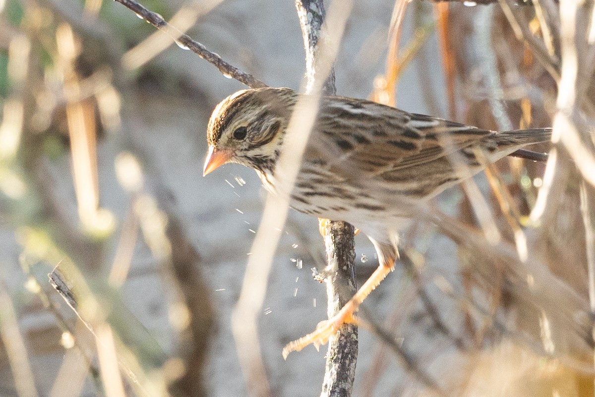 Пасовник савановий - ML647469591