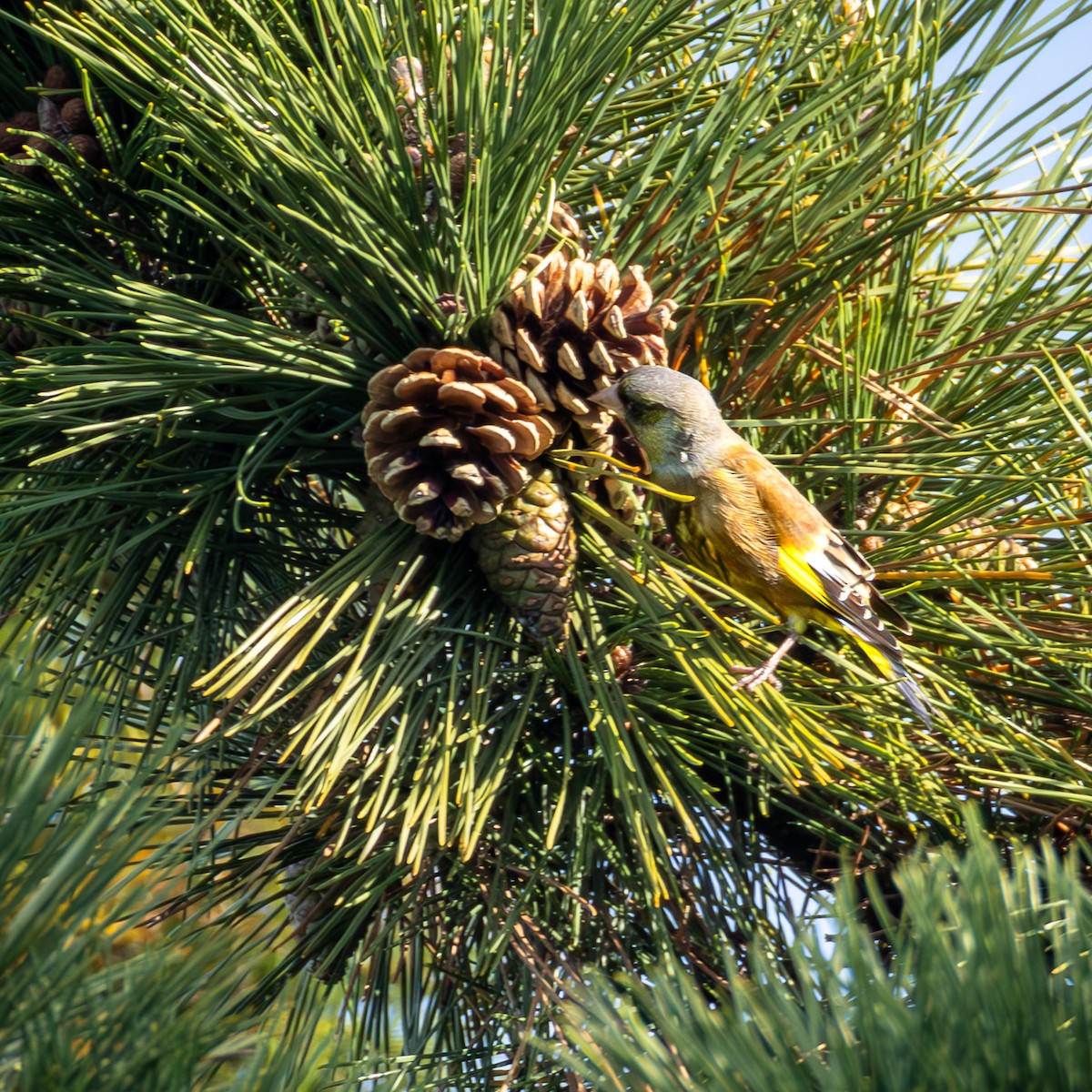 Oriental Greenfinch - ML647469594