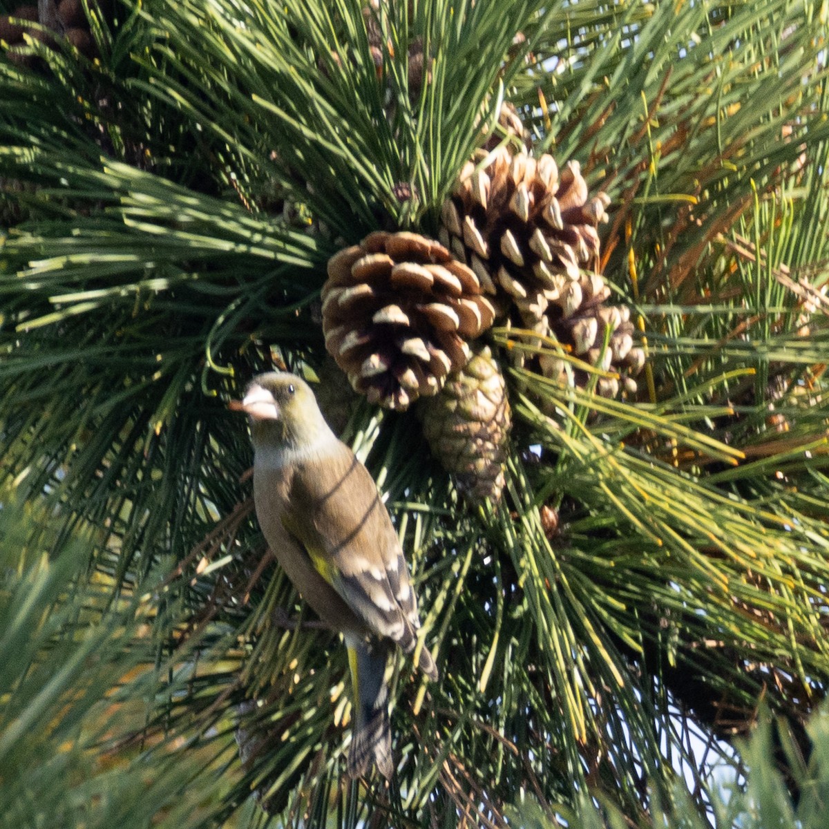 Oriental Greenfinch - ML647469595