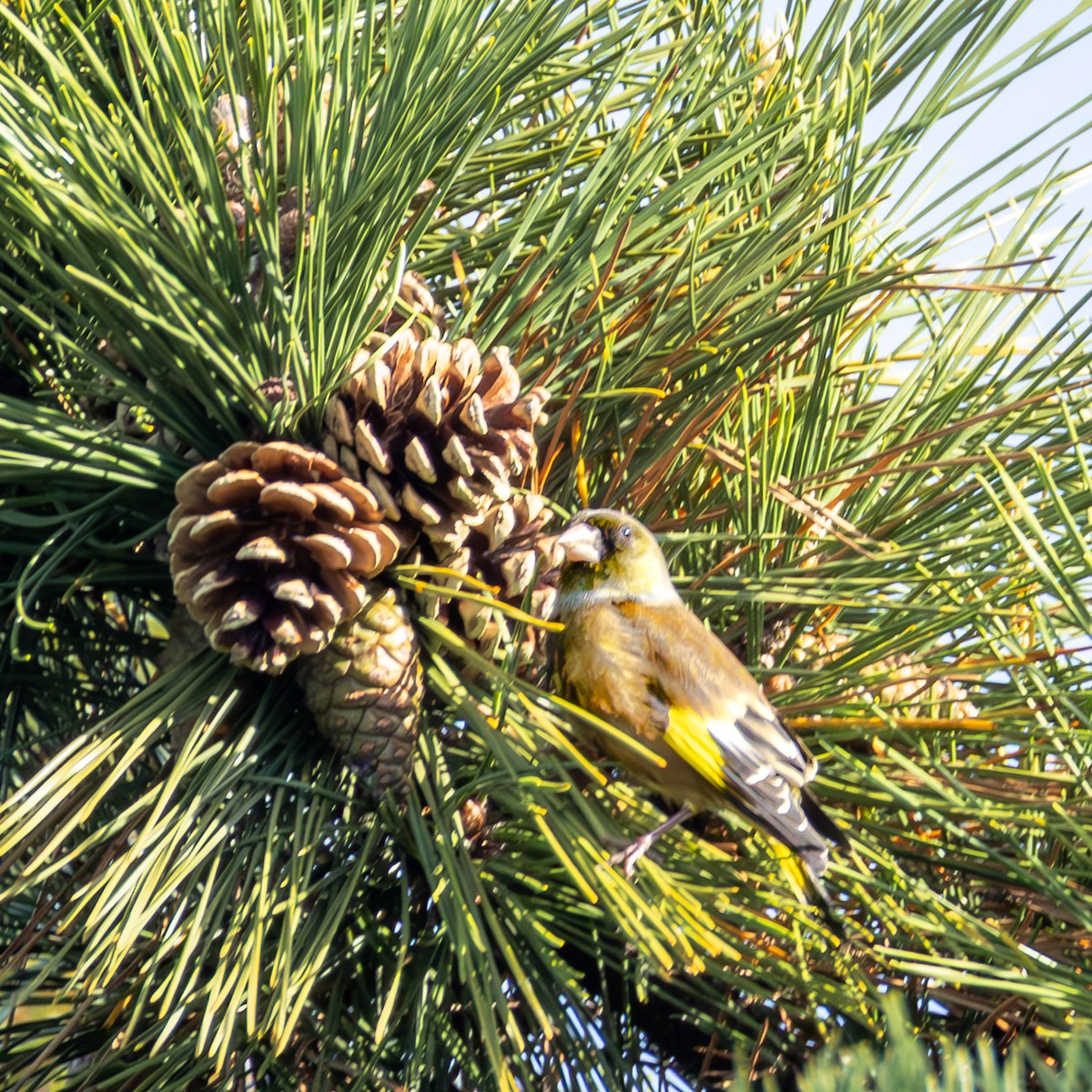 Oriental Greenfinch - ML647469596