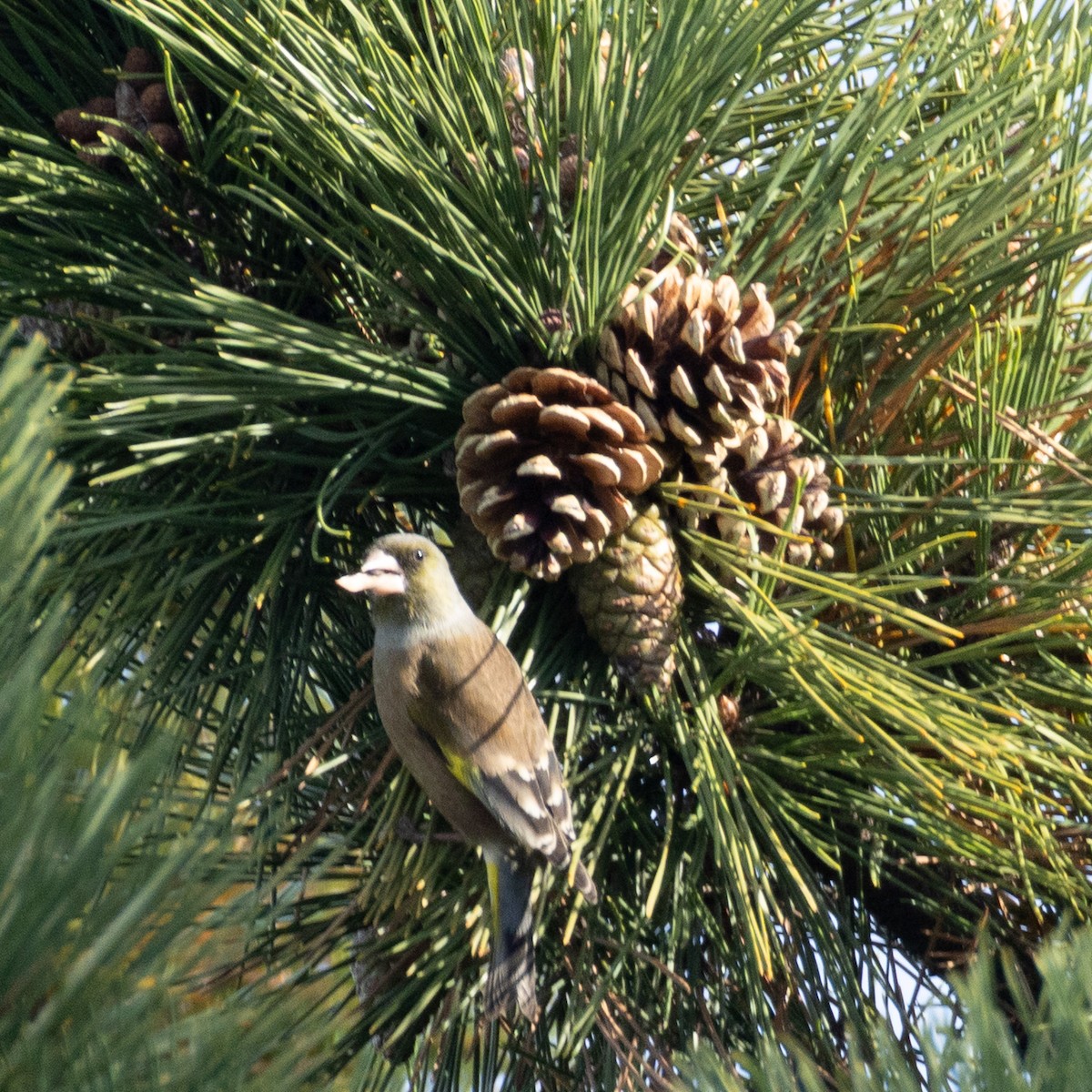 Oriental Greenfinch - ML647469597