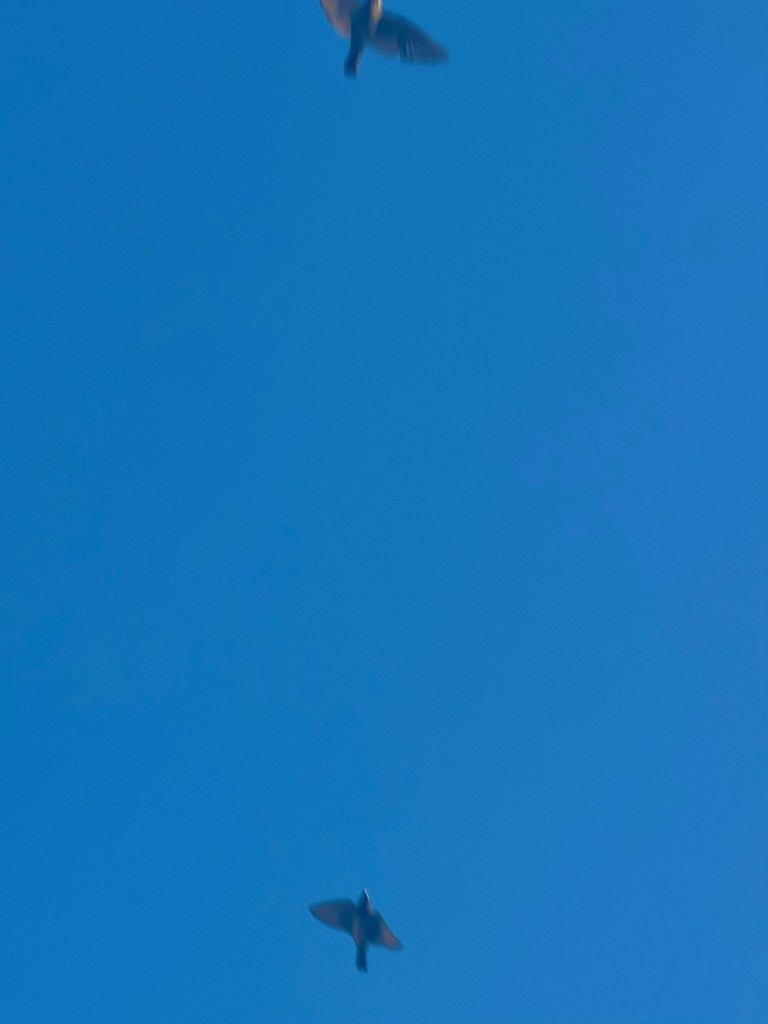 Rosy Starling - ML647469623