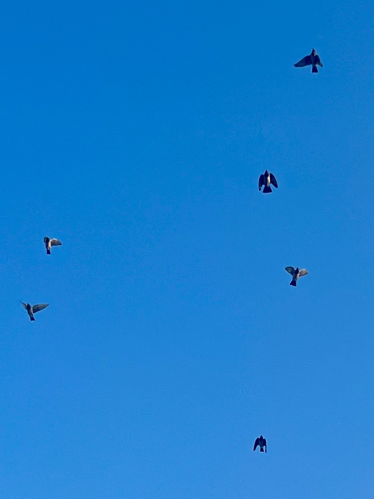 Rosy Starling - ML647469624