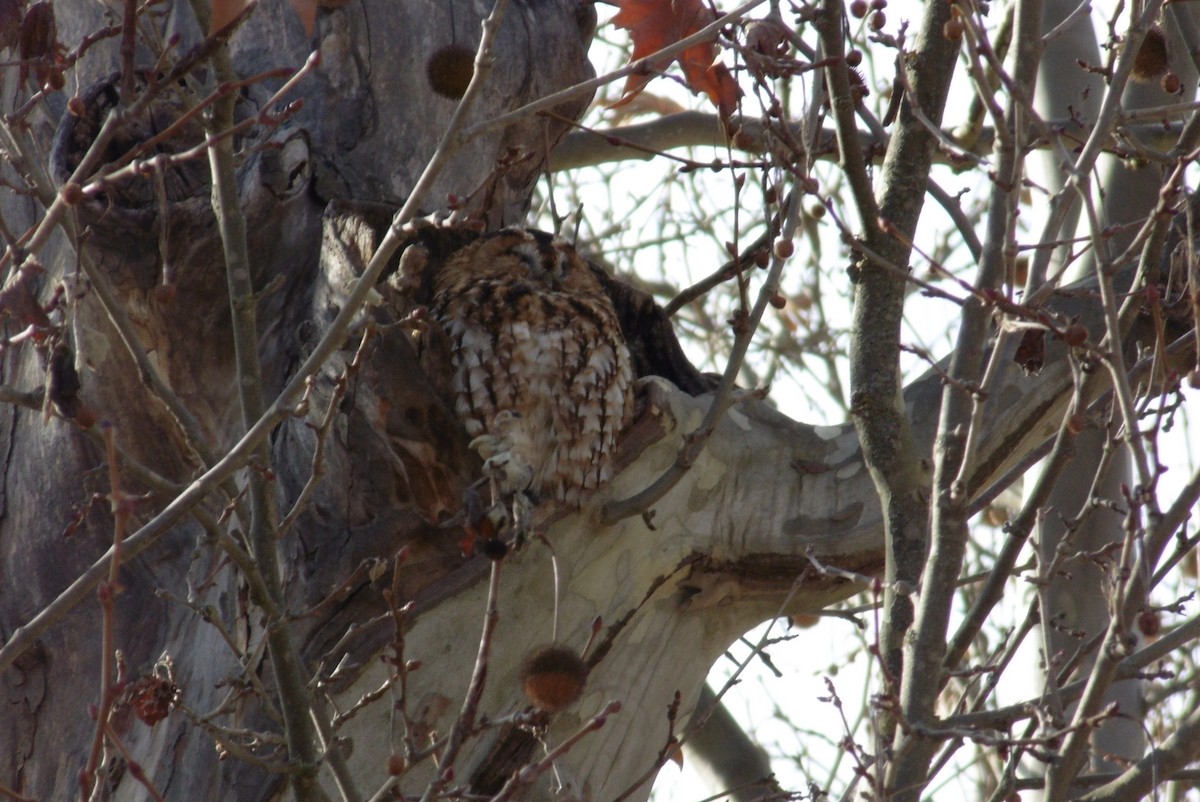 Chouette hulotte - ML647469629