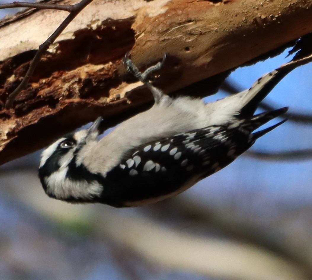 Dunenspecht - ML647469630