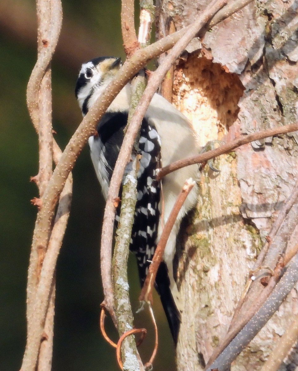 Dunenspecht - ML647469633