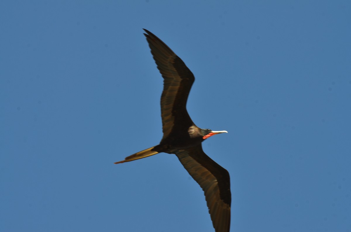 Magnificent Frigatebird - ML647469653