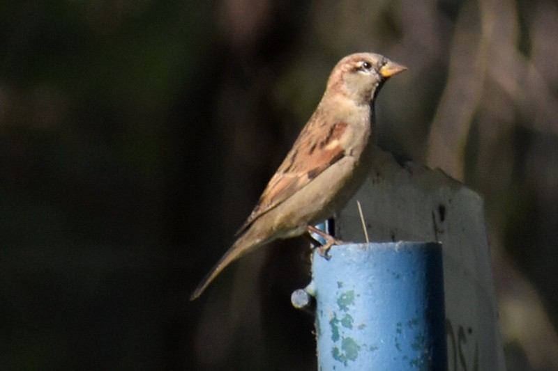 House Sparrow - ML647469657