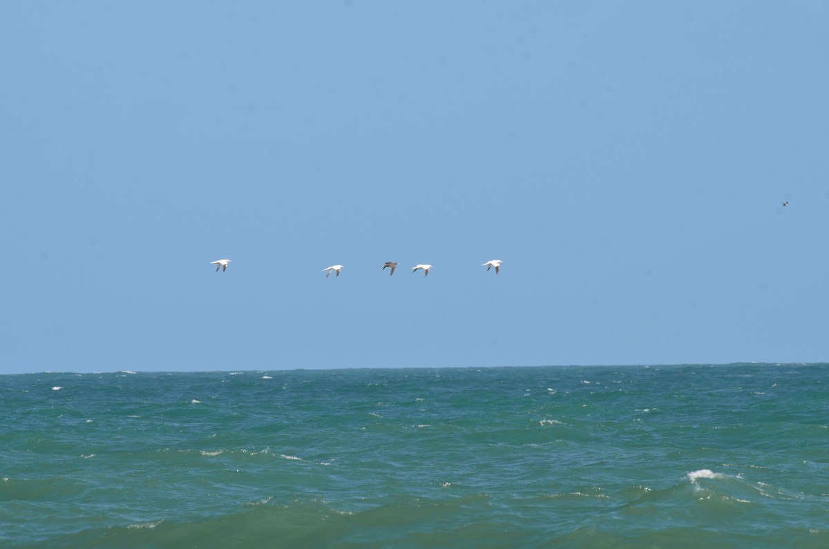 Northern Gannet - ML647469663