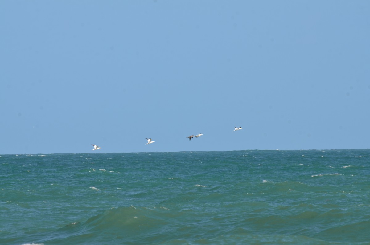 Northern Gannet - ML647469664