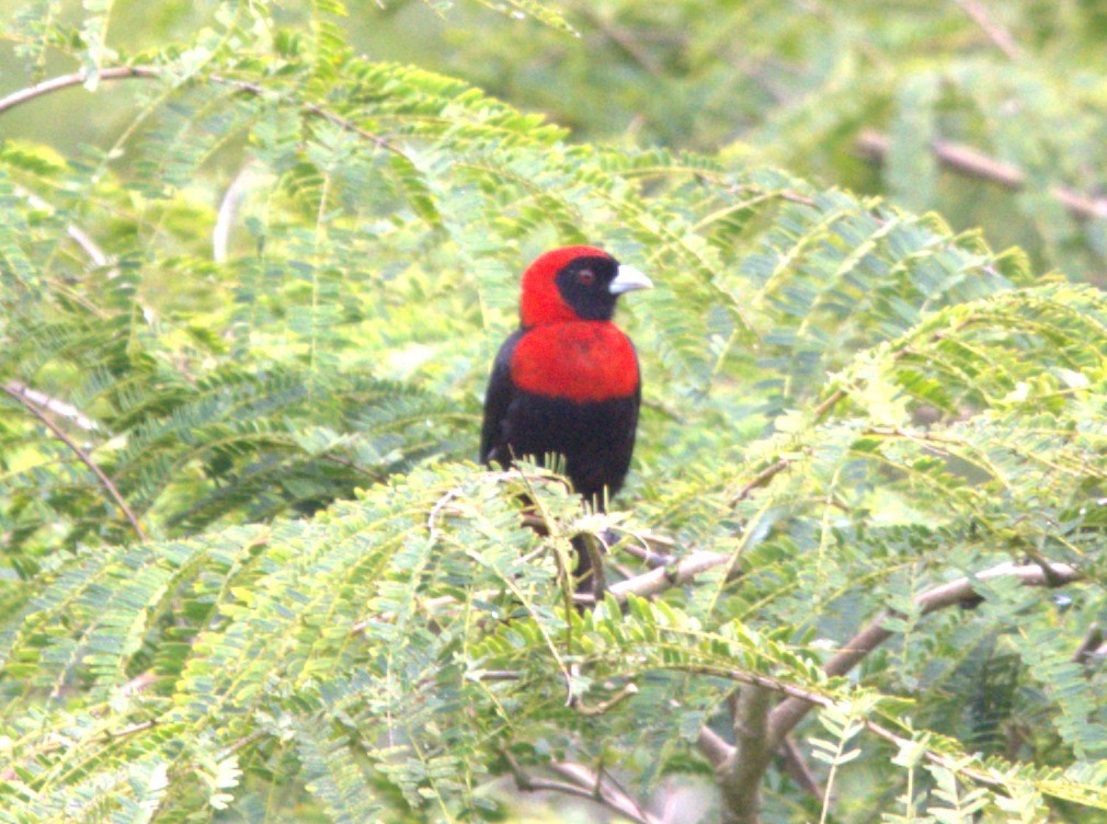 Crimson-collared Tanager - ML647469665