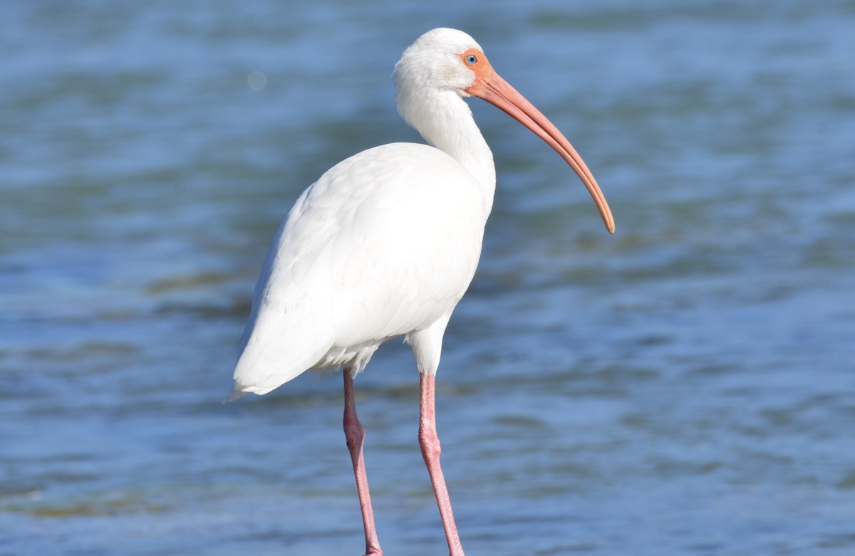 White Ibis - ML647469669