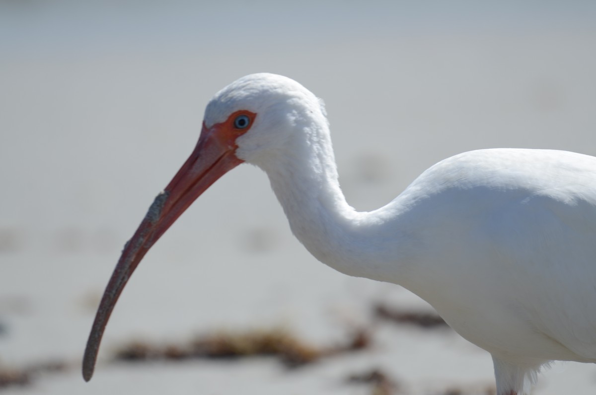 White Ibis - ML647469670