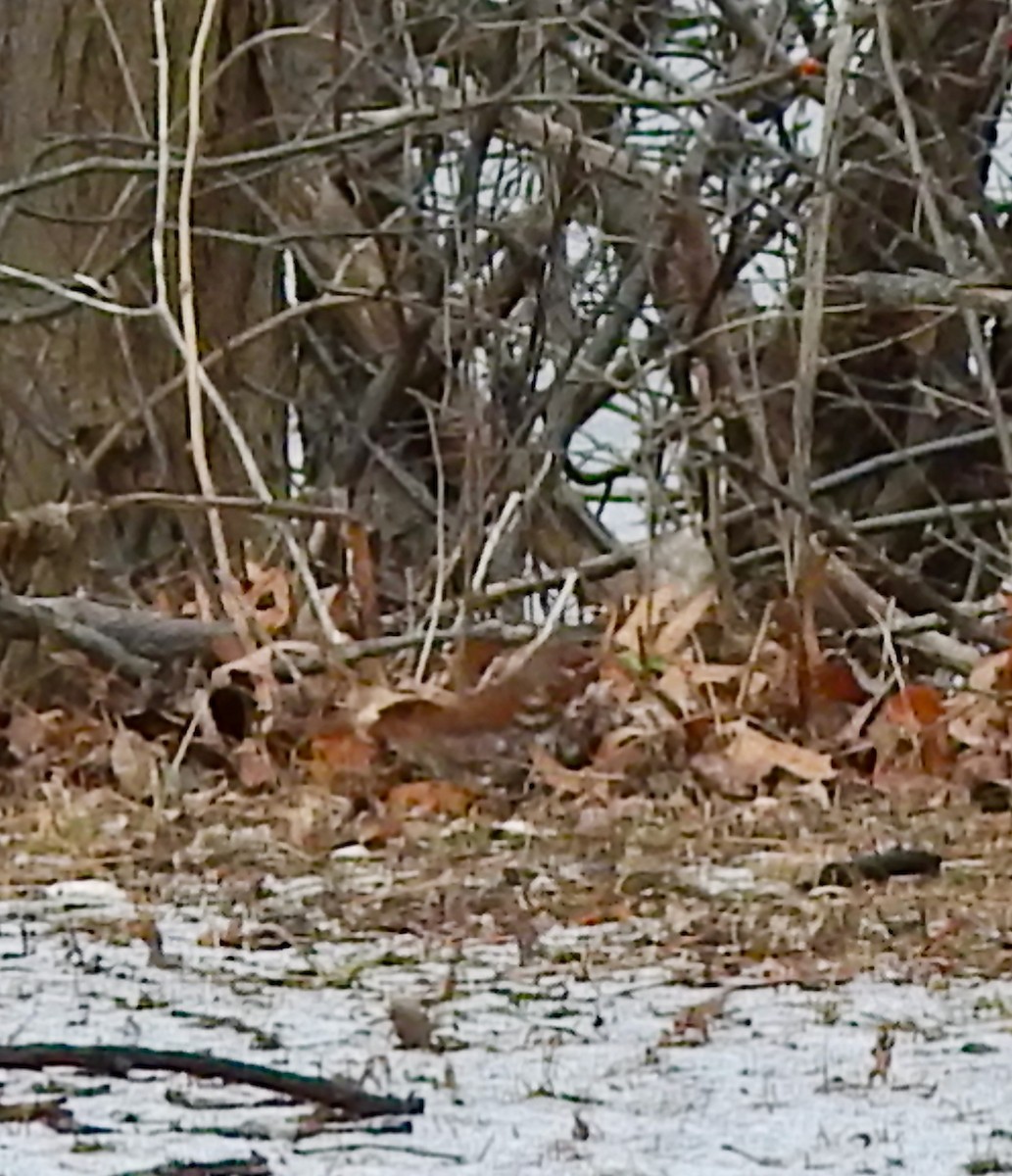 Fox Sparrow (Red) - ML647469713