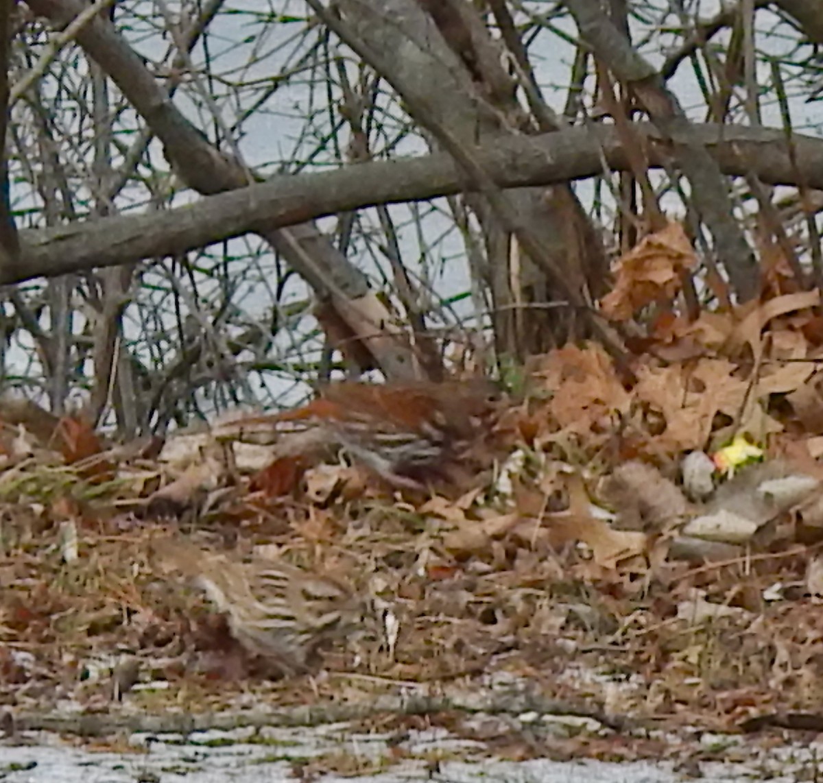 Fox Sparrow (Red) - ML647469714