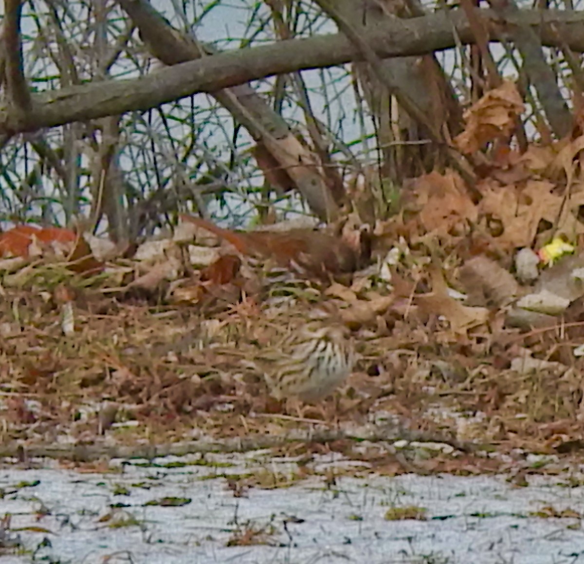 Fox Sparrow (Red) - ML647469715