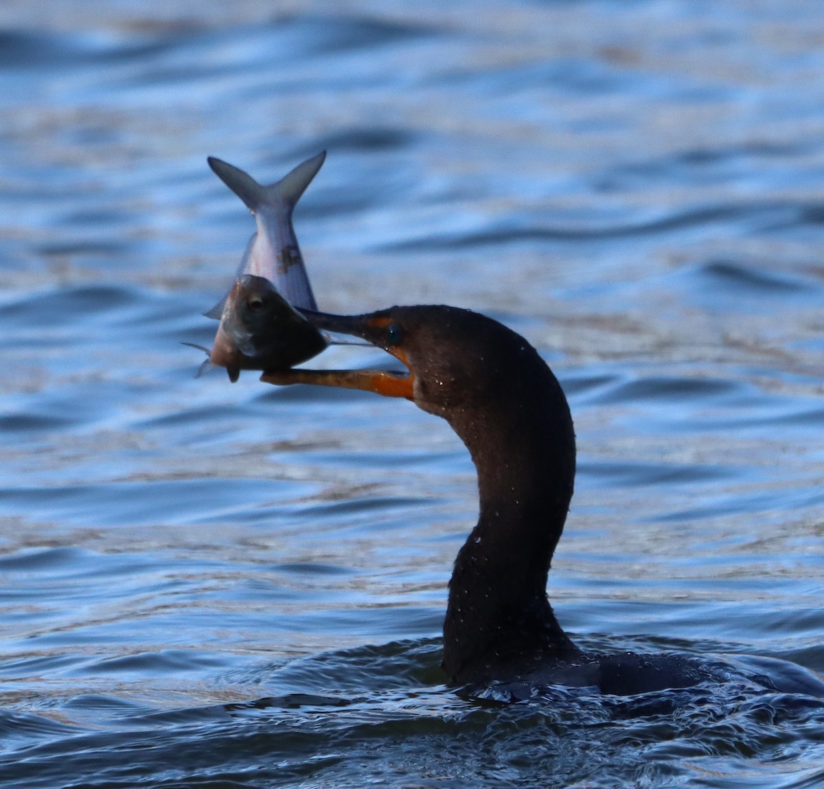 Ушастый баклан - ML647469732