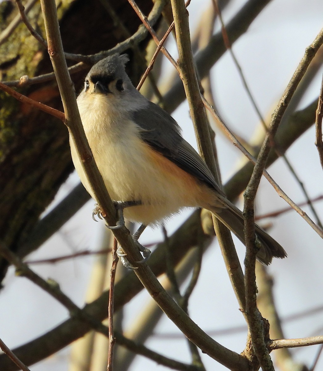 Tufted Titmouse - ML647469736