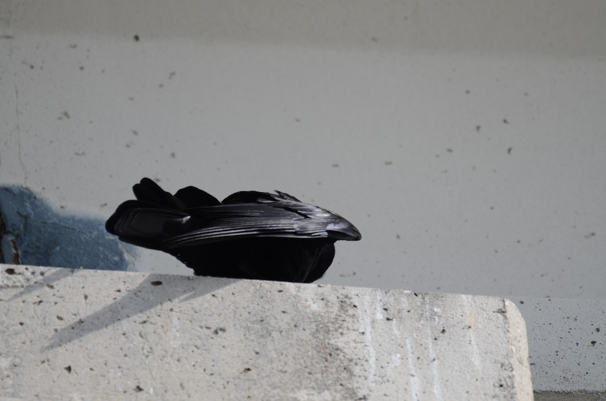 ウオガラス - ML647469742