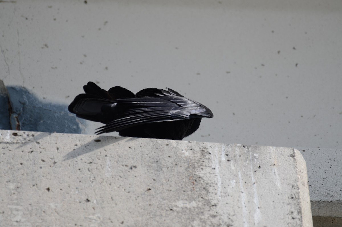 ウオガラス - ML647469743