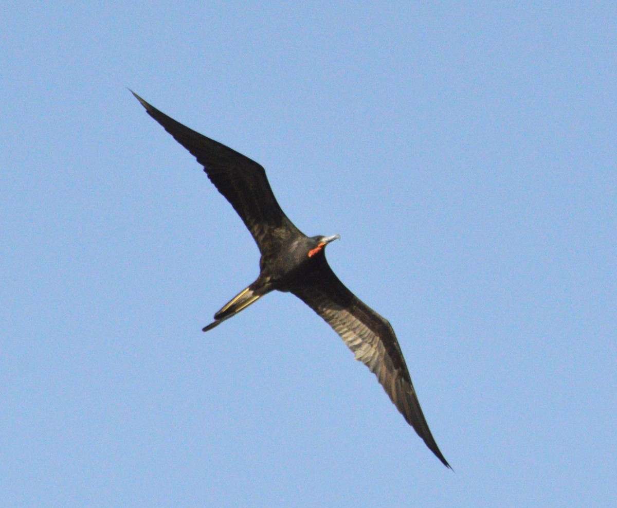 Magnificent Frigatebird - ML647469760