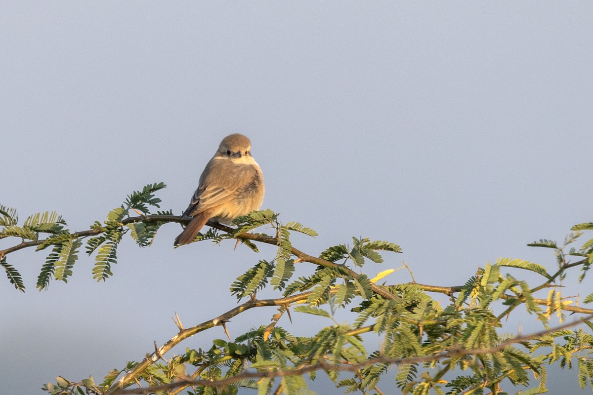 Isabellwürger - ML647469768