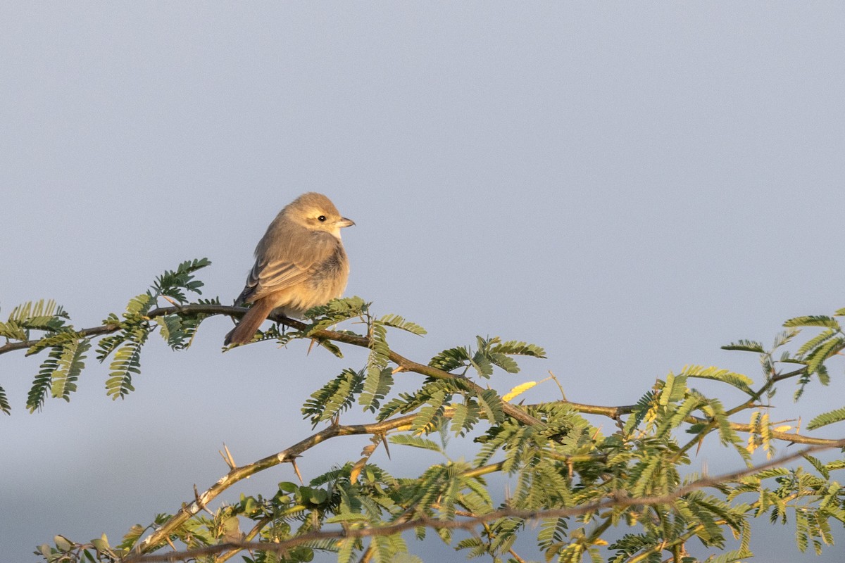 Isabelline Shrike - ML647469771