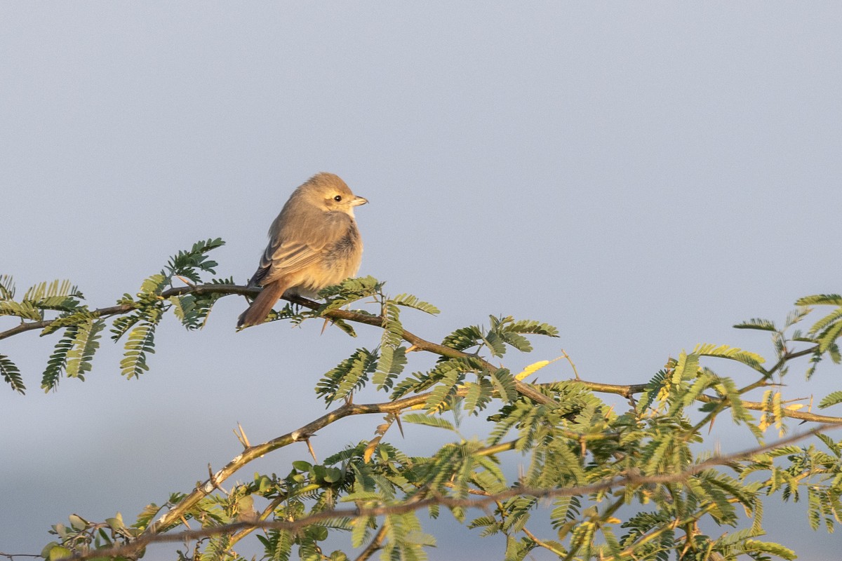 Isabelline Shrike - ML647469772