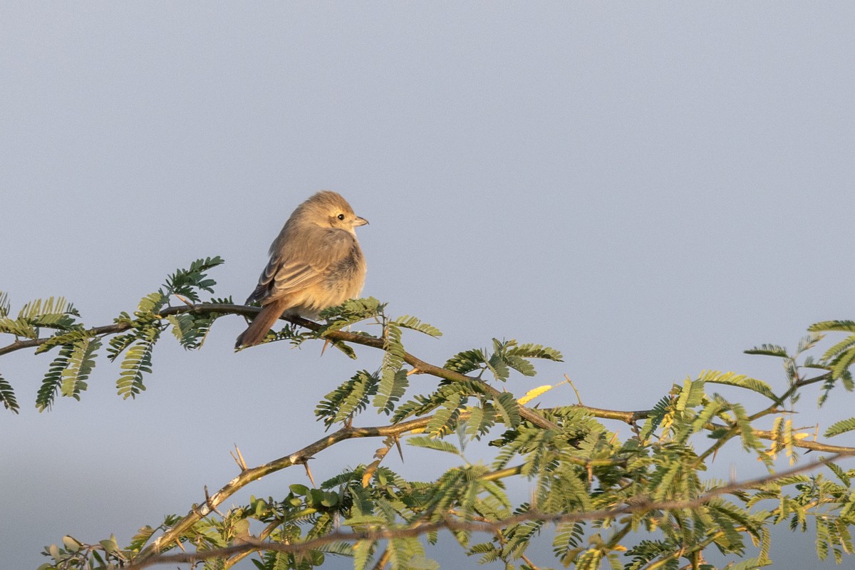 Isabellwürger - ML647469773