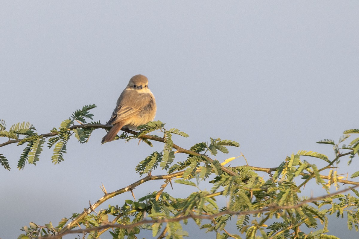 Isabellwürger - ML647469774