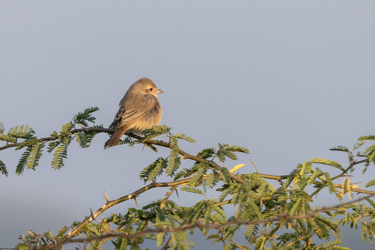 Isabelline Shrike - ML647469775