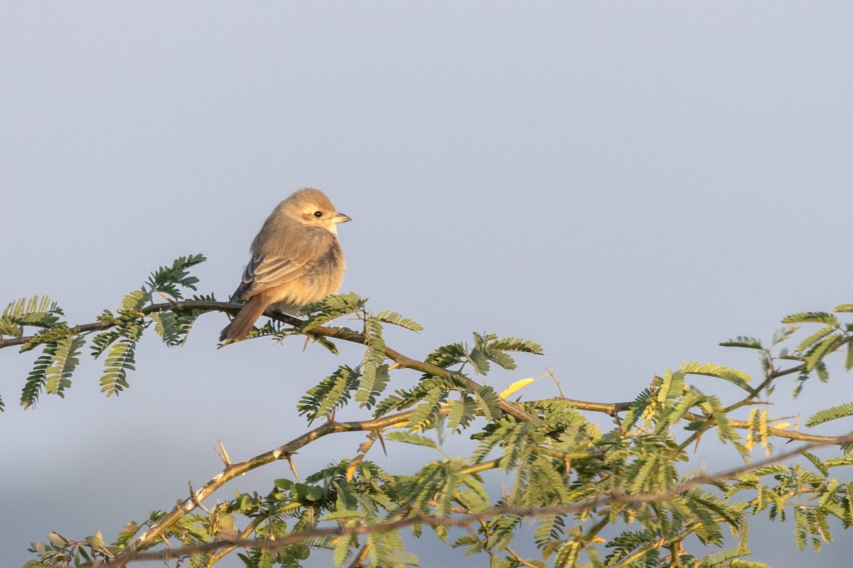 Isabellwürger - ML647469777