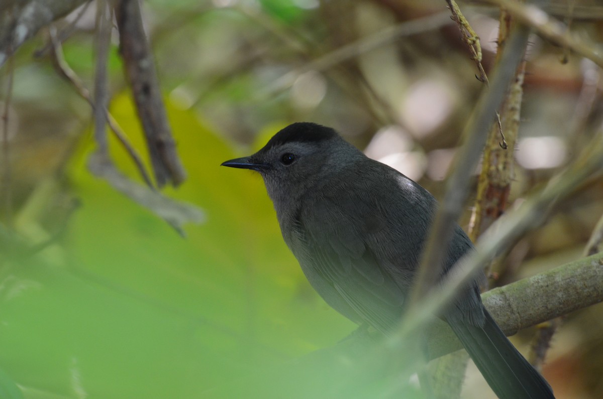 Gray Catbird - ML647469787