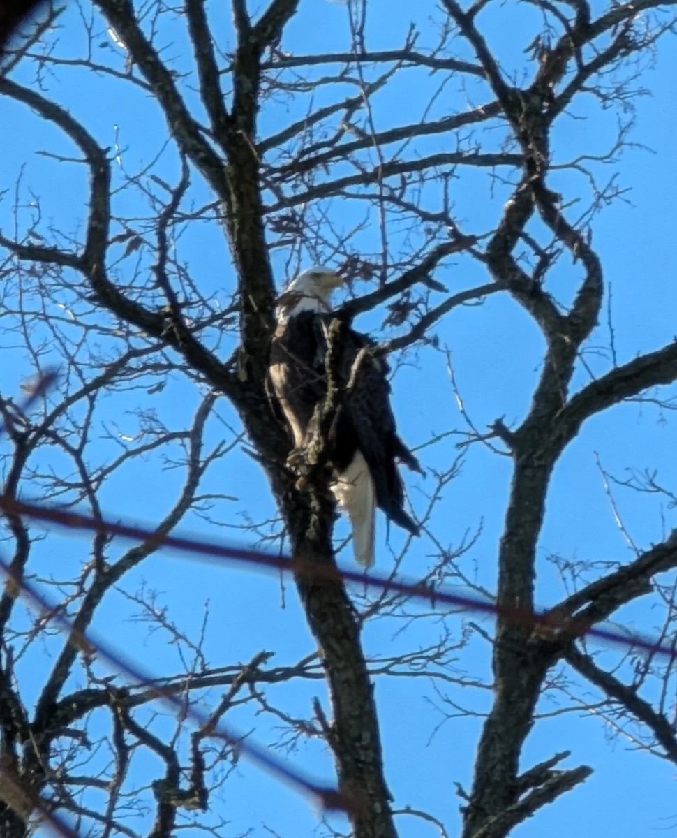 Bald Eagle - ML647469789