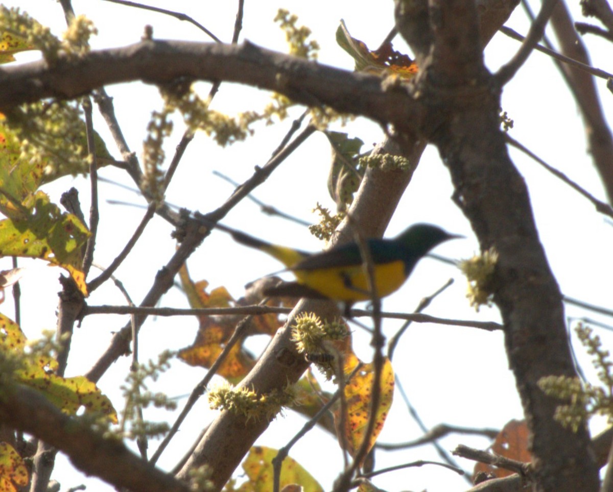 Pygmy Sunbird - ML647469790