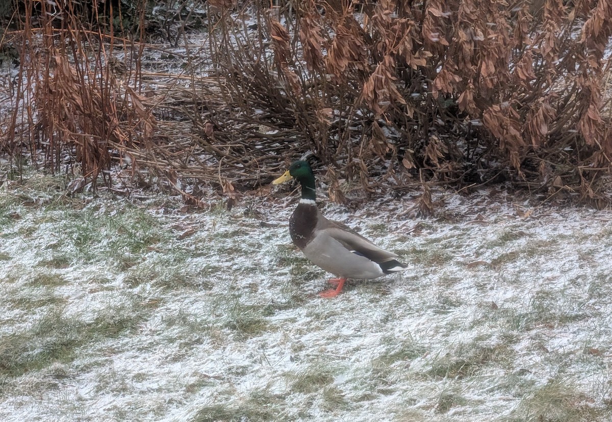 Mallard - ML647469791