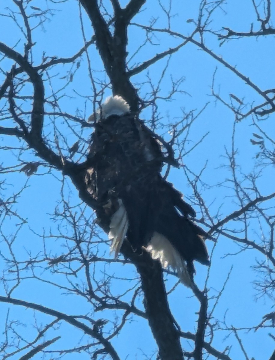 Bald Eagle - ML647469797