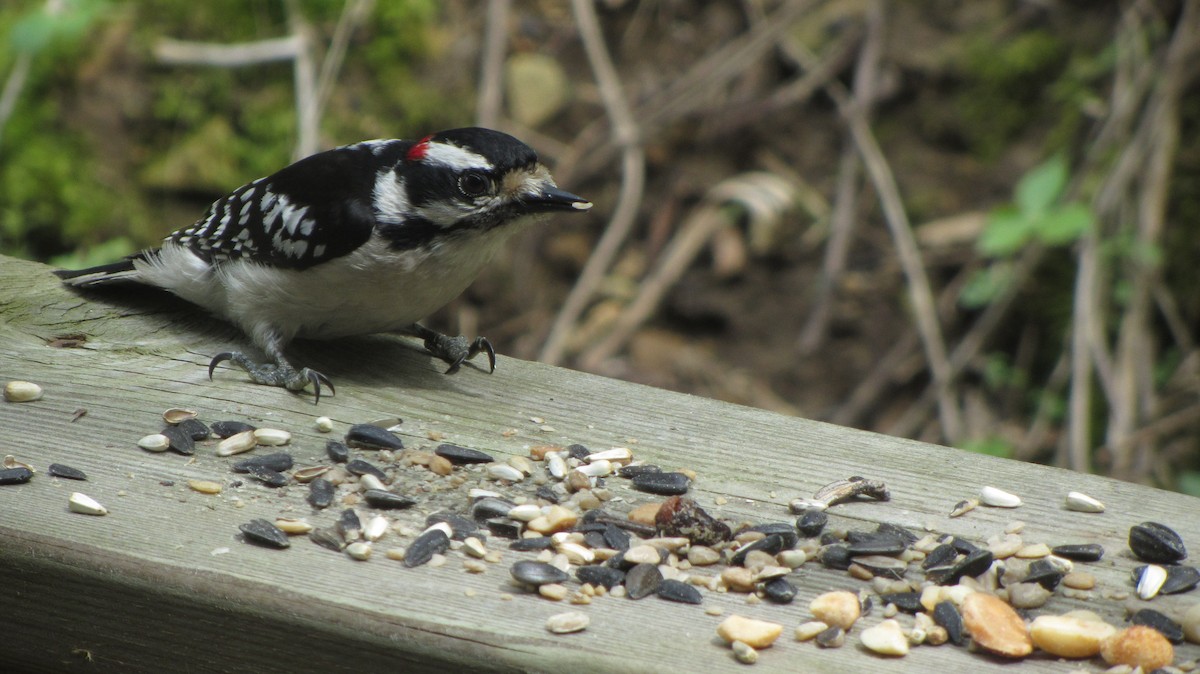 Downy Woodpecker - ML647469798