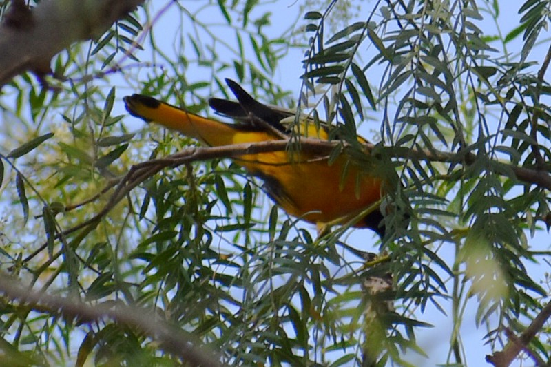 Black-backed Oriole - ML647469800